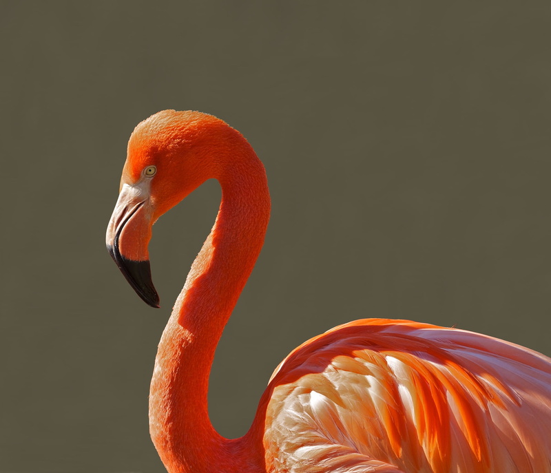 animal neck, water, zoo, no people, vertebrate, flamingo, animal themes, nature, one animal, animal eye, animal, animals in the wild, animal body part