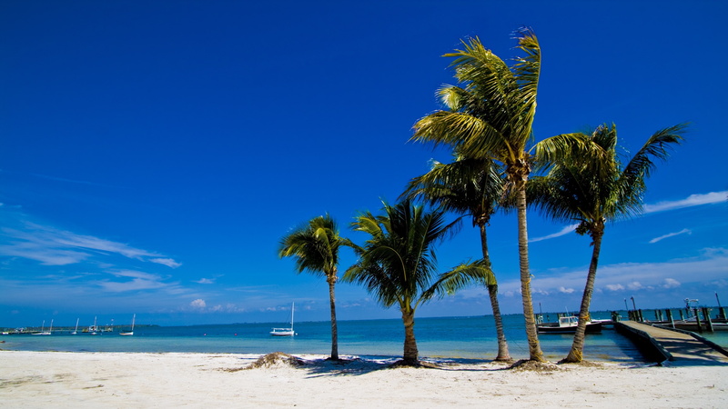 coast, palm tree, summer landscape, tropical beach, caribbean, white sand, palm, tropical, ocean, summer, vacation, 4K, tropics, shore, sunny day, sea
