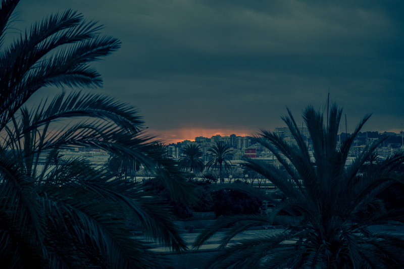 city, palm trees, palma de mallorca, non-urban scene, palm tree, outdoors, spain, 2K, sky, tropical climate, growth, no people, tree, nature, sunset, low angle view