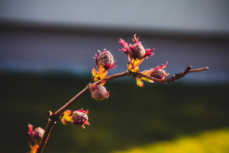 growth, no people, freshness, selective focus, flowering plant, springtime, nature, petaled, pollen, plant, pink, inflorescence, flower head, flowers, outdoors