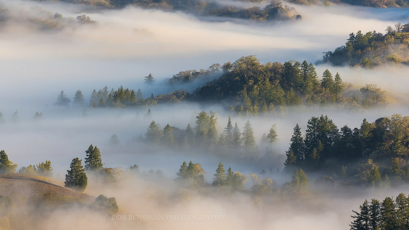 sky, cloud - sky, hazy, non-urban scene, no people, forest, county, environment, california, growth, day, scenics - nature, tree, nature, land, plant, beauty in nature