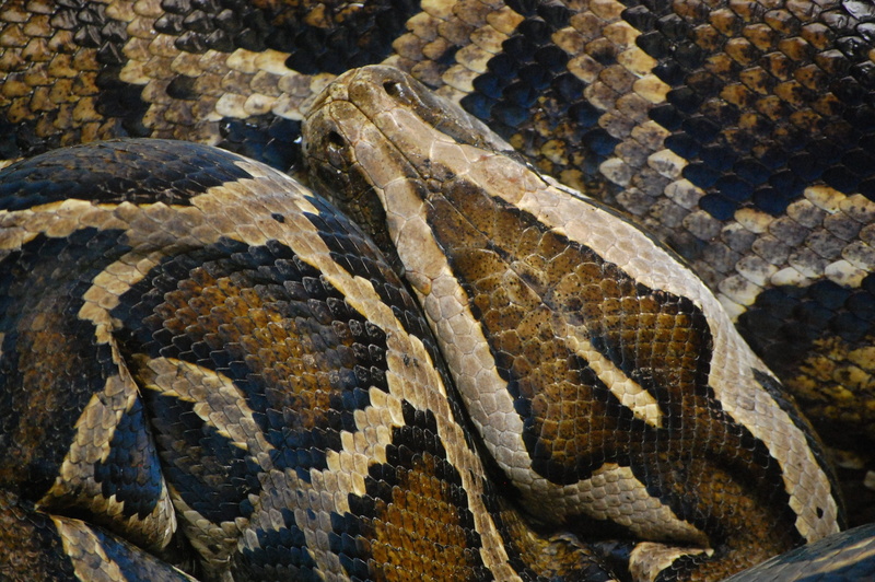 animal themes, animal scale, animal skin, animal wildlife, full frame, animal body part, natural pattern, poisonous, one animal, python, no people, non toxic
