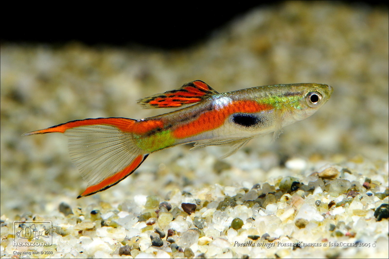 guppy, fish, 2K, tropical