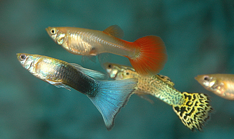 fish, guppy, 1080P, tropical