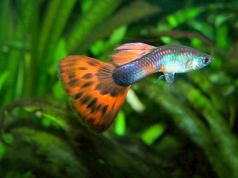 guppy, tropical, 720P, fish