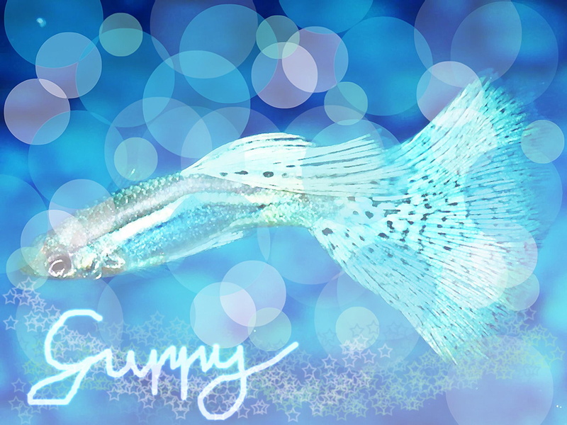 guppy, fish, silver, animals, neon, blue, 1080P, beautiful, beta