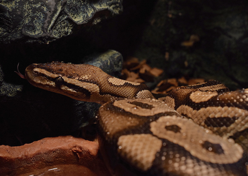 python regius, ball python, yellow, 4K, reptile, rainforest, animals in captivity, curled up, animal, python, animal themes, no people, poisonous, animal head