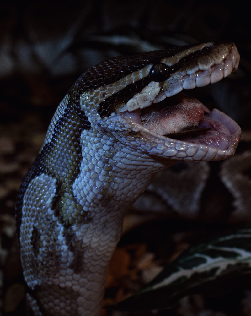 one animal, animal eye, animal mouth, focus on foreground, close, isolated, terrarium, ball python, sign, communication, snake, animal head, animals in the wild