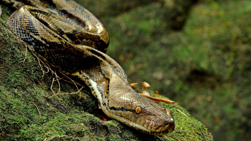 communication, focus on foreground, animal, animal scale, animal themes, animal wildlife, 720P, animal head, land, warning sign, snake, reptile, animals in the wild