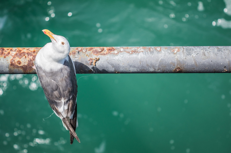 high angle view, day, bird, sea, water, animal, animal themes, oceanside pier, no people, united states, railing, ocean, one animal, oceanside, animals in the wild