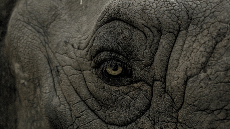 animals, nature, rhino, 2K, wrinkles, closeup, eyes, skin