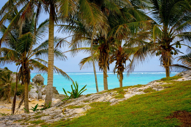 environment, clear water, ocean, coconut palm tree, sea, tranquil scene, tropical climate, horizon over water, seascape, daylight, coconut trees, 1080P