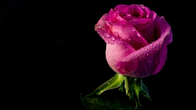 1080P, Background, Bud, Drops, Water, Petals, Black, Rose