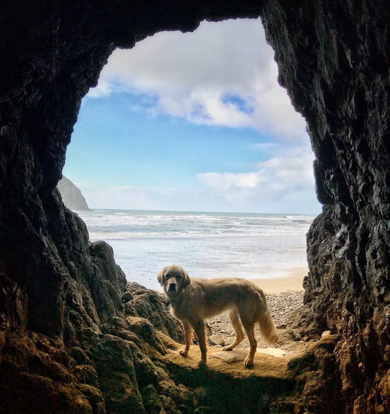 horizon over water, 2K, near, land, labrador, no people, body, golden, doggo, sea, cloud - sky, cove, ocean, rock, cave, animal themes, beach, oceanside