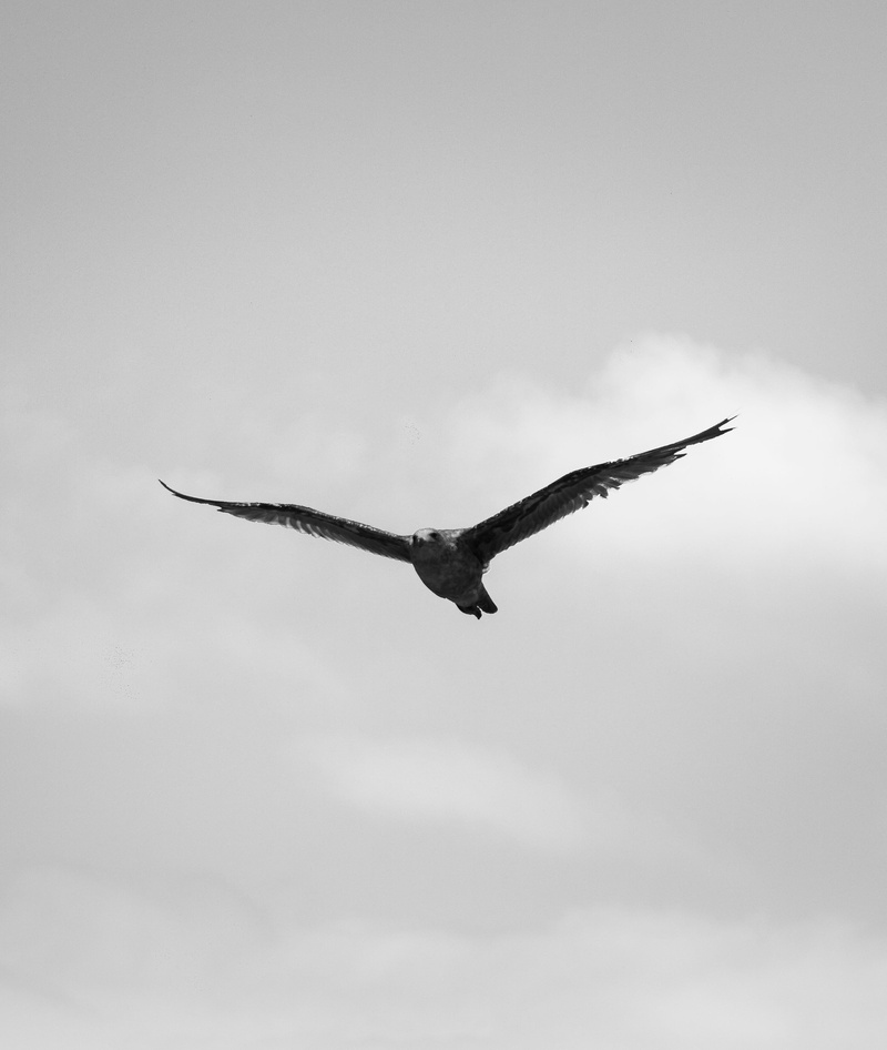 united states, no people, outdoors, motion, bird of prey, one animal, mid-air, animal, oceanside, animal themes, spread wings, vertebrate, eagle, bird