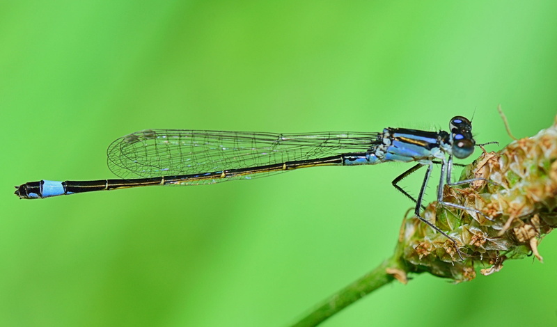 nature, green color, invertebrate, landscape, damselfly, insect, sea, green background, small, environment, crystal water, flying insect, bubbles, jet