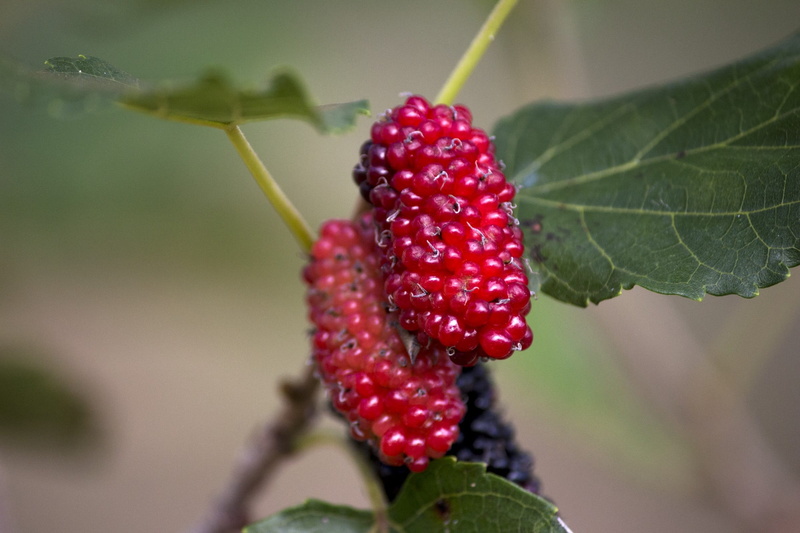 freshness, wellbeing, close-up, berry fruit, nature, strawberry, no people, food, ripe, red, green color, day, 1080P, focus on foreground, garden, fruit
