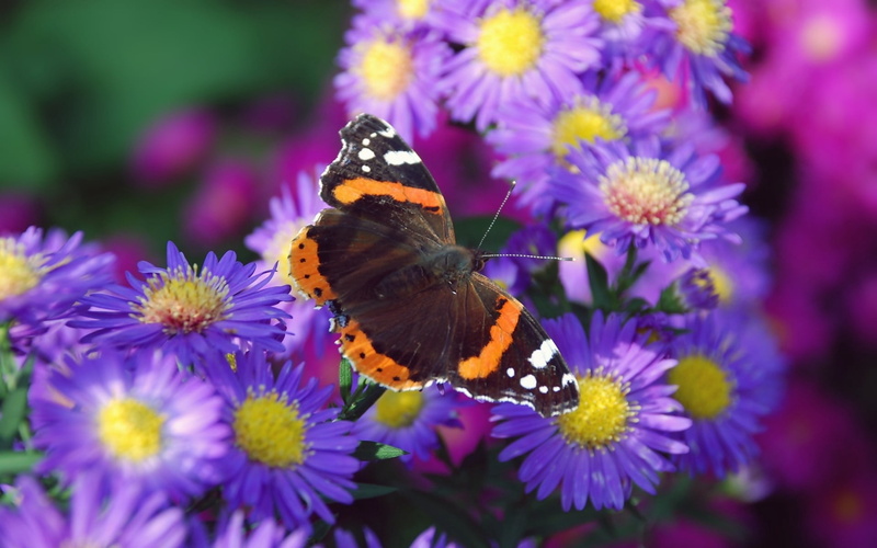 freshness, animal Wing, purple, vibrant Color, animal themes, invertebrate, no people, plant, animals in the wild, green Color, insect, yellow, summer