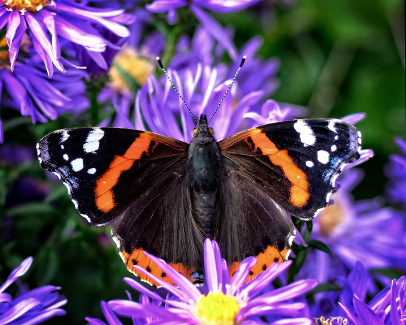 invertebrate, admiral, asters, herbstastern, aster dumosus, pollination, animal wildlife, flower head, beauty in nature, autumn, pollen, violet, one animal