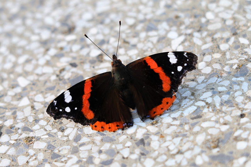 one animal, summer, animals in the wild, butterfly - insect, black color, animal wildlife, close-up, outdoors, nature, full length, butterfly, animal, 2K