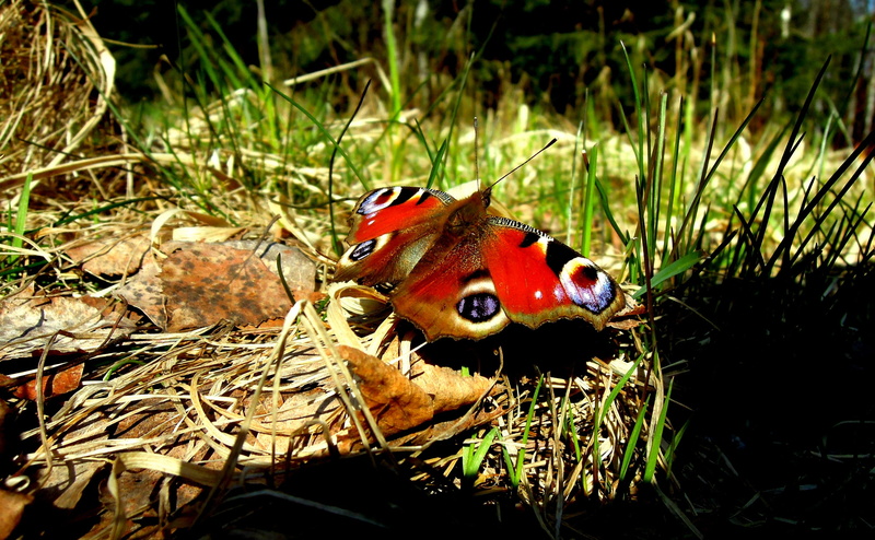 plant, animal wildlife, nature, land, day, red, one animal, animals in the wild, bug, the sound of atalanta, Butterfly, Bug, Plant, invertebrate, Spring