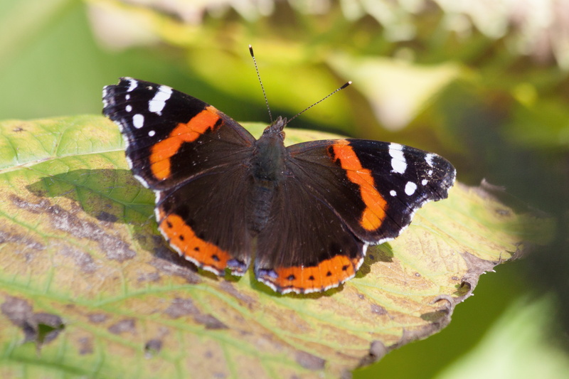 nature, autumn, macro, edelfalter, animals in the wild, animal themes, invertebrate, butterfly - insect, day, colorful, animal, close-up, Admiral, white