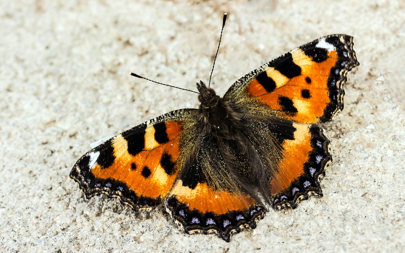 animal body part, insect, flower, animal, atalanta, butterflies, natural pattern, on stone sitting, vanessa, little fox, summer, close-up, full length