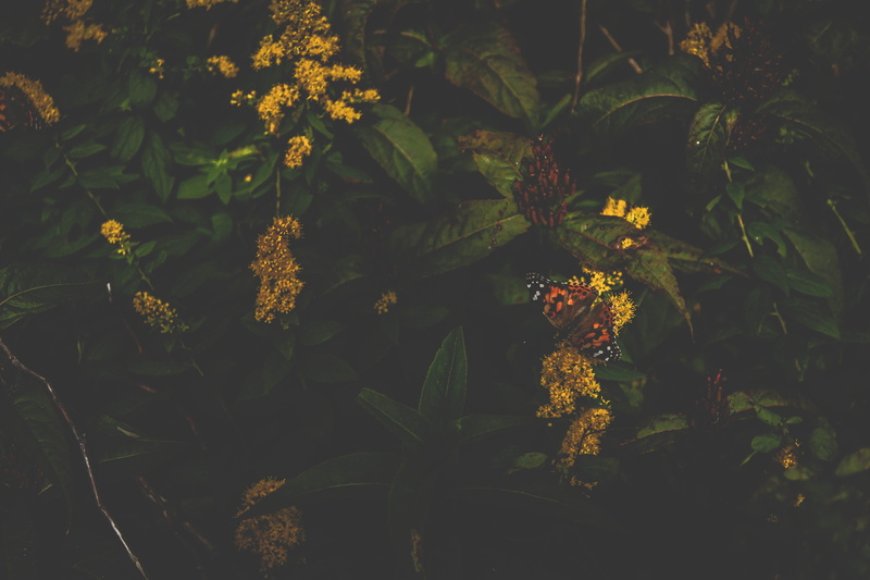 woodland, white, outdoors, yellow, atalanta, vanessa, flowering plant, day, 4K, no people, tree, food, photography, brown, vulnerability, plant, growth