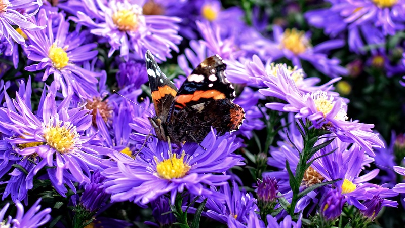 growth, autumn, animals in the wild, pollination, animal themes, insect, blossom, fragility, pollen, invertebrate, violet, aster dumosus, one animal, animal