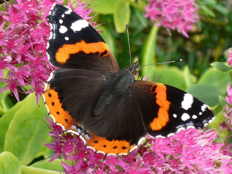flower head, animal themes, summer, 1080P, wing, invertebrate, vulnerability, no people, flowering plant, animals in the wild, purple, animal wing, butterfly