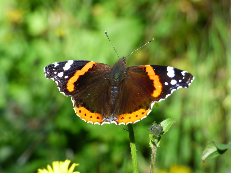 close-up, animals in the wild, animal themes, animal antenna, animal markings, outdoors, flower, nature, animal, one animal, butterfly, animal wing, animal body part