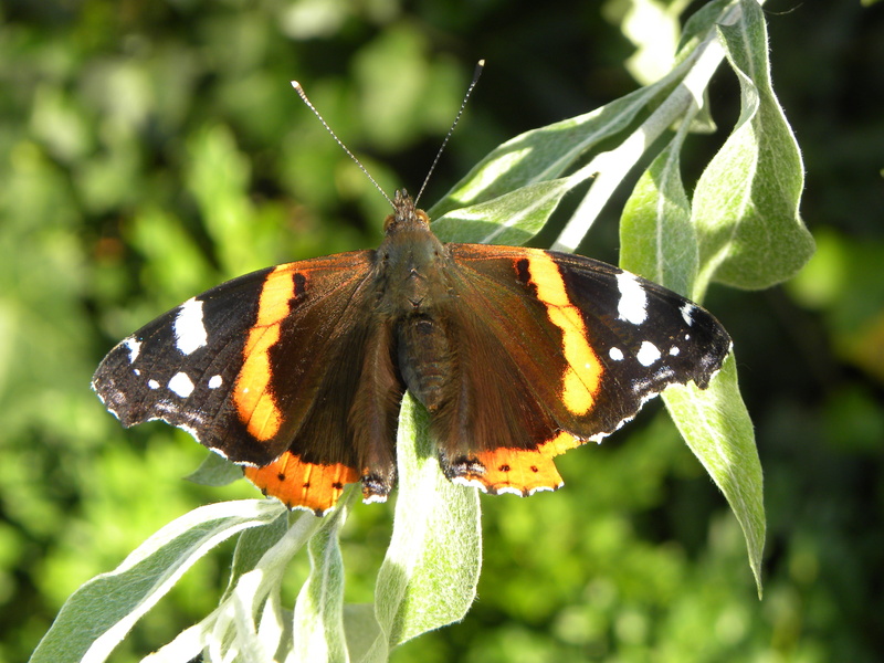 insect, beauty in nature, invertebrate, focus on foreground, pollination, atalanta, garden, insects, nature, no people, bug, animal themes, papillon, flower