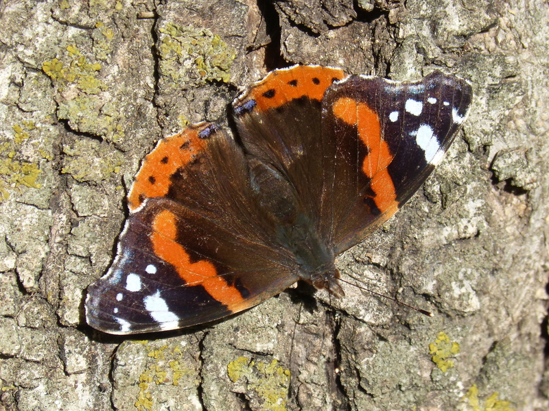 animal wildlife, animal wing, animal markings, insect, no people, atalanta, nature, close-up, animal themes, spotted, orange color, wild life, vanessa atalanta