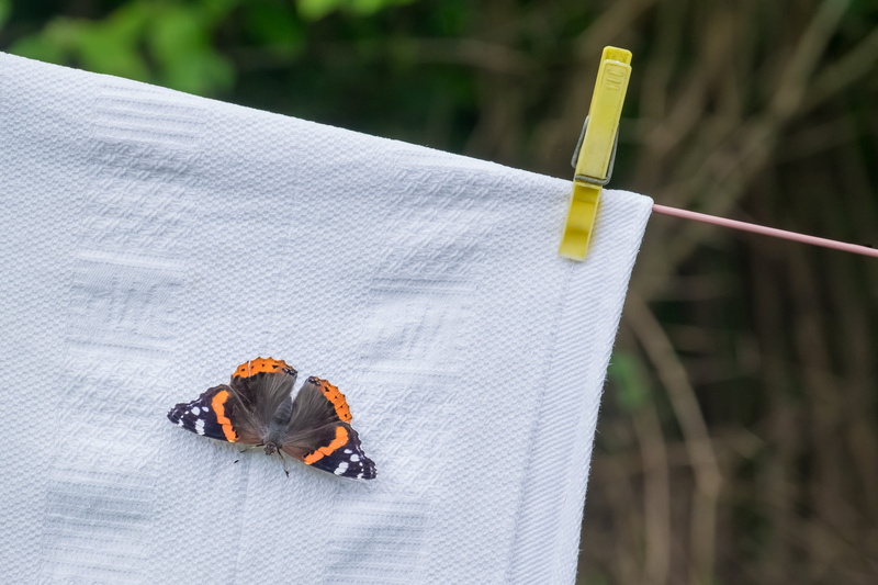 drying, wildlife, plant, one animal, entomology, sunlight, admiral, focus on foreground, insect, 2K, nature, plastic, close-up, butterfly, washing, no people
