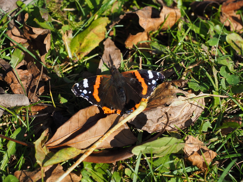 leaf, plant, animal wildlife, sunlight, outdoors, pyrameis atalanta, edelfalter, invertebrate, 4K, butterfly, beauty in nature, plant part, butterfly - insect
