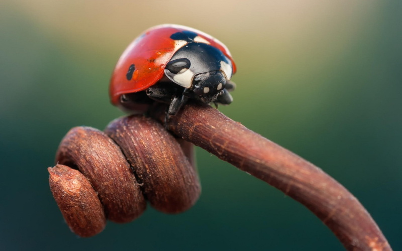 focus on foreground, beetle, outdoors, animal wildlife, orange color, ladybug, red, plant, animal, close-up, animals in the wild, selective focus, day