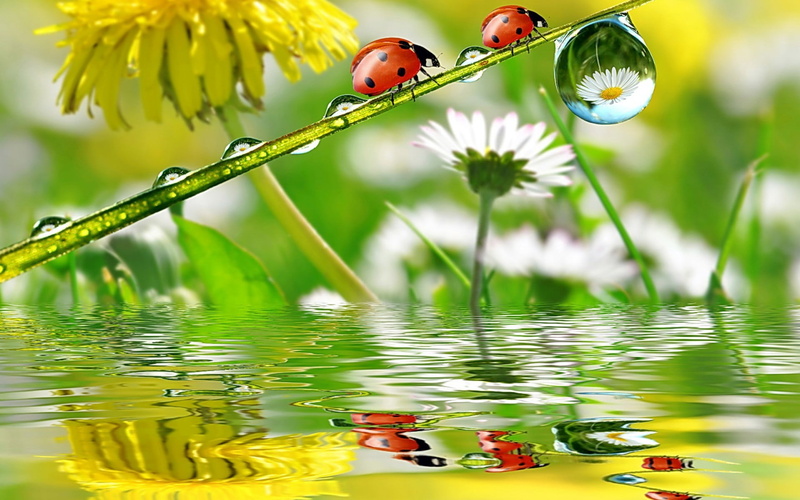 flower, floating on water, flowering plant, focus on foreground, animal themes, 1080P, day, outdoors, water, animals, selective focus, beauty in nature