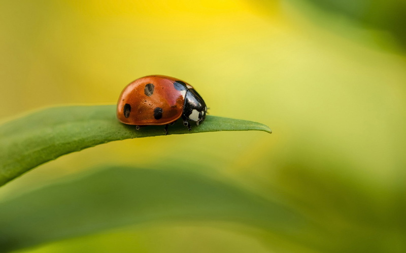 close-up, animal, ladybug, nature, insect, invertebrate, day, outdoors, orange color, one animal, animals in the wild, leaf, no people, selective focus