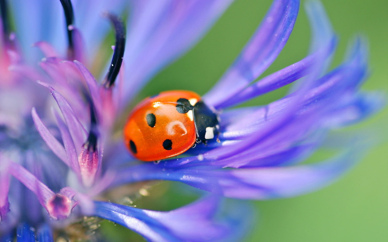 Macro, Purple, 2K, Ladybug, photography, Petals
