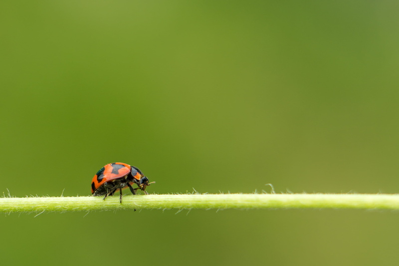 animal planet, close-up, selective focus, Sony A6000, Insect, focus, 2K, ladybird, summer, plant, animal, macro, green Color, crossing, grass, Outdoor