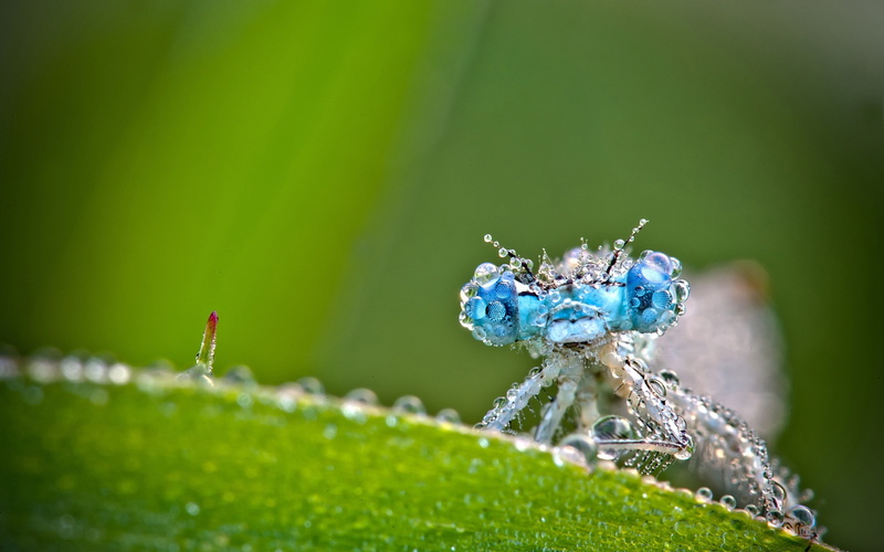 1080P, macro, insect, water drops, animals