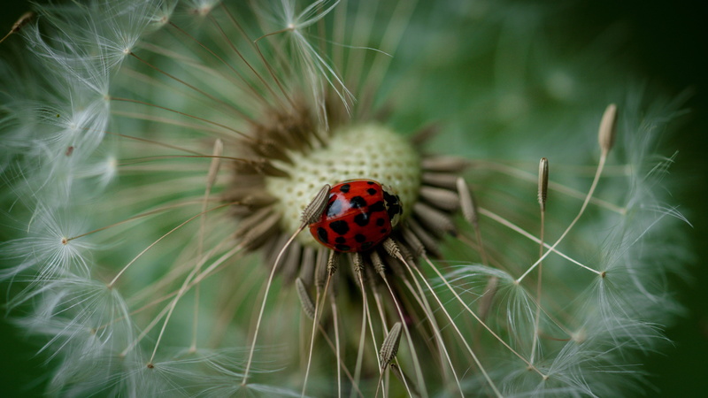 ladybug, flower, multi Colored, fragility, springtime, red, 5K, spotted, black Color, invertebrate, outdoors, leaf, plant, animal, environment, dandelion