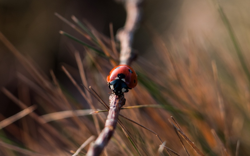 animal themes, small, macro, grass, insect, animal, animals in the wild, ladybugs, day, one animal, outdoors, plant, focus on foreground, animal wildlife