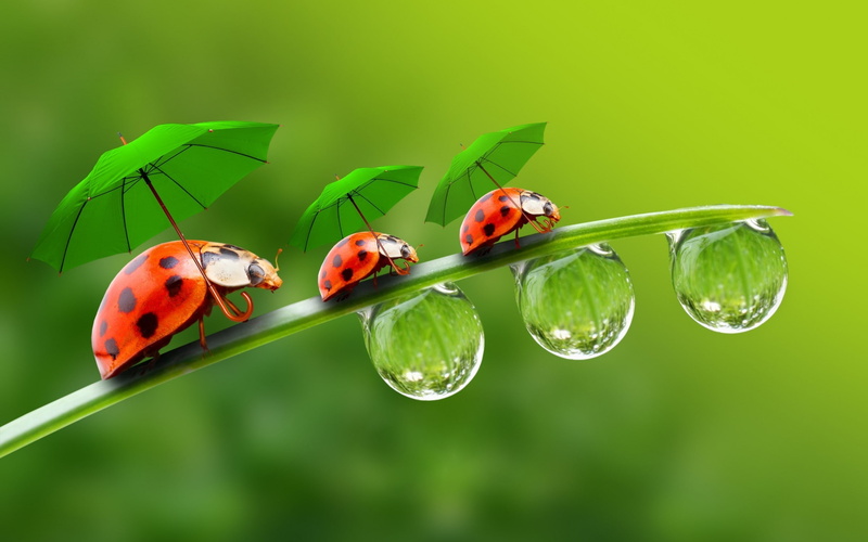 umbrellas, ladybugs, 2K, grass, droplets