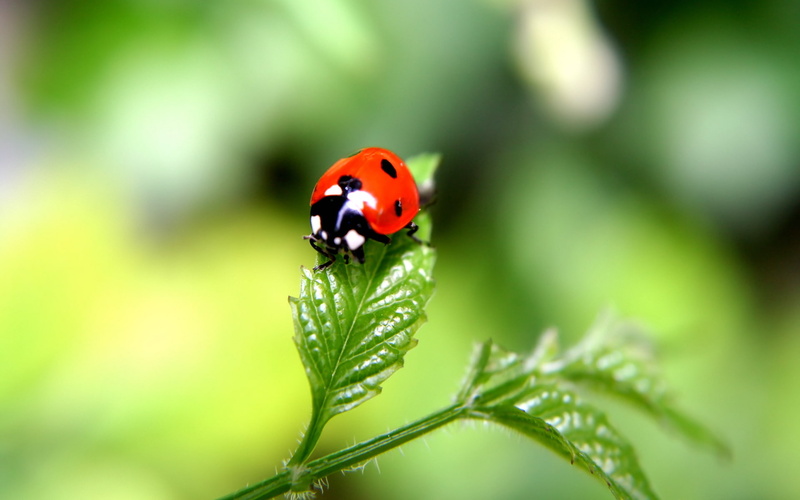 1080P, insecto, animales, mariquita, hoja