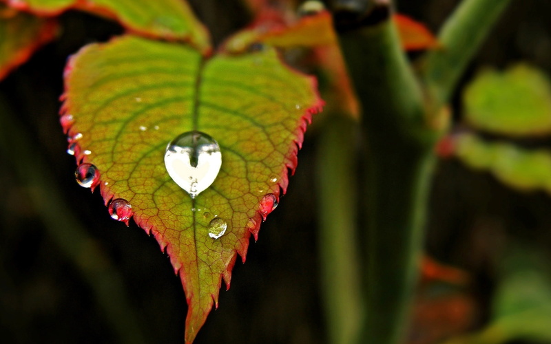 naturaleza, gota, 1080P, hoja, rocio
