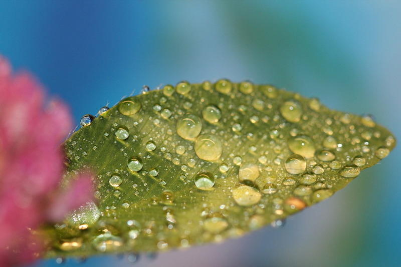 1080P, planta, agua, rocio, naturaleza, gotas, hoja