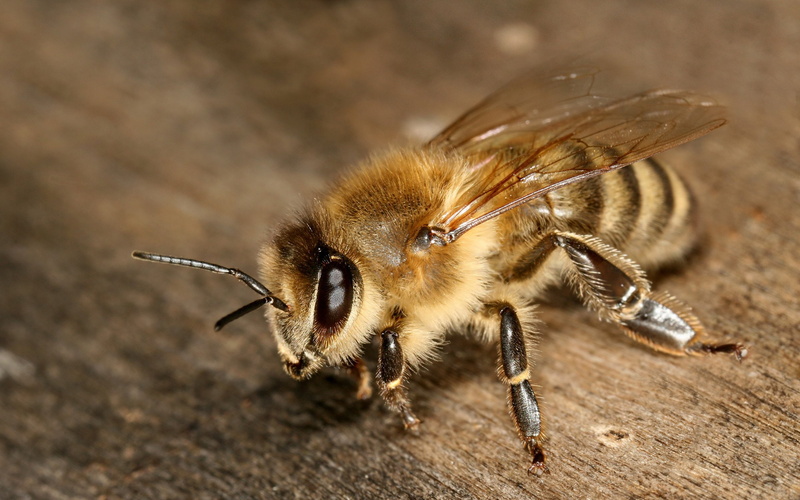 insecto, abeja, 2K, naturaleza