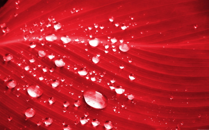 hojas, naturaleza, 1080P, rojas, gotas, rocio