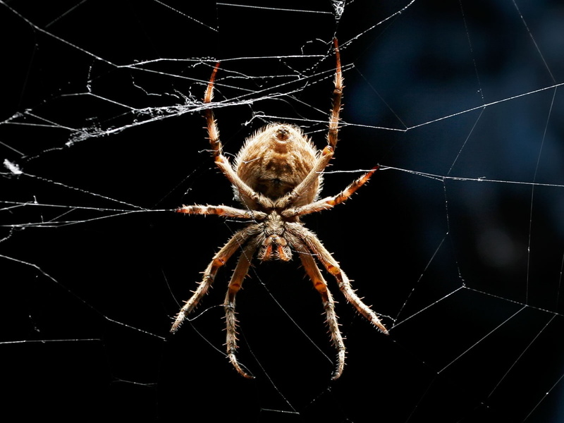 tela, 720P, animales, insecto